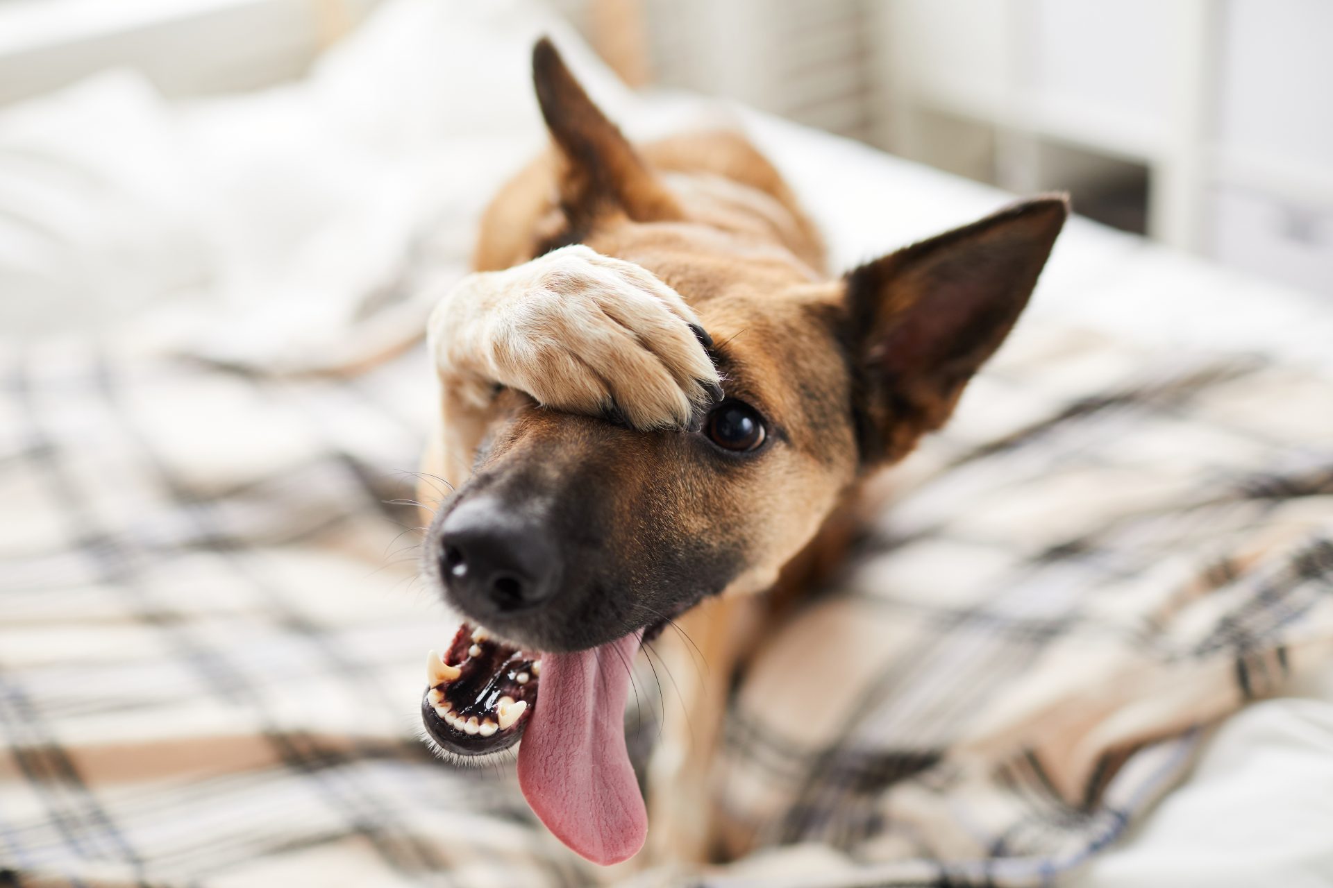 embarassed dog on bed 2023 11 27 05 14 23 utc