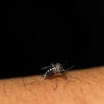 mosquito sits on the skin sucks blood 2023 11 27 05 08 38 utc
