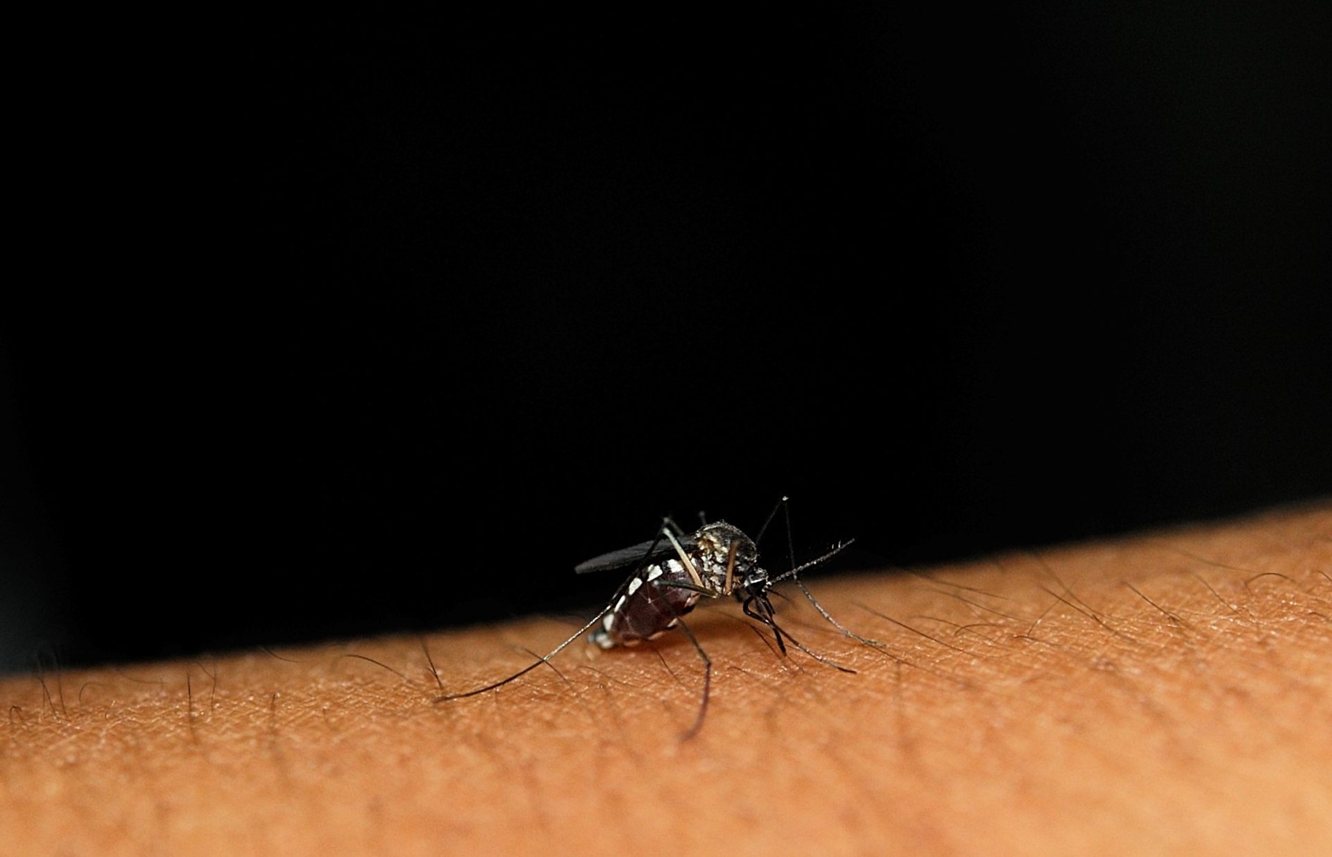 mosquito sits on the skin sucks blood 2023 11 27 05 08 38 utc