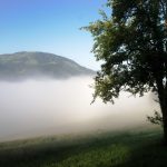 tree in the fog 2023 11 27 05 30 47 utc