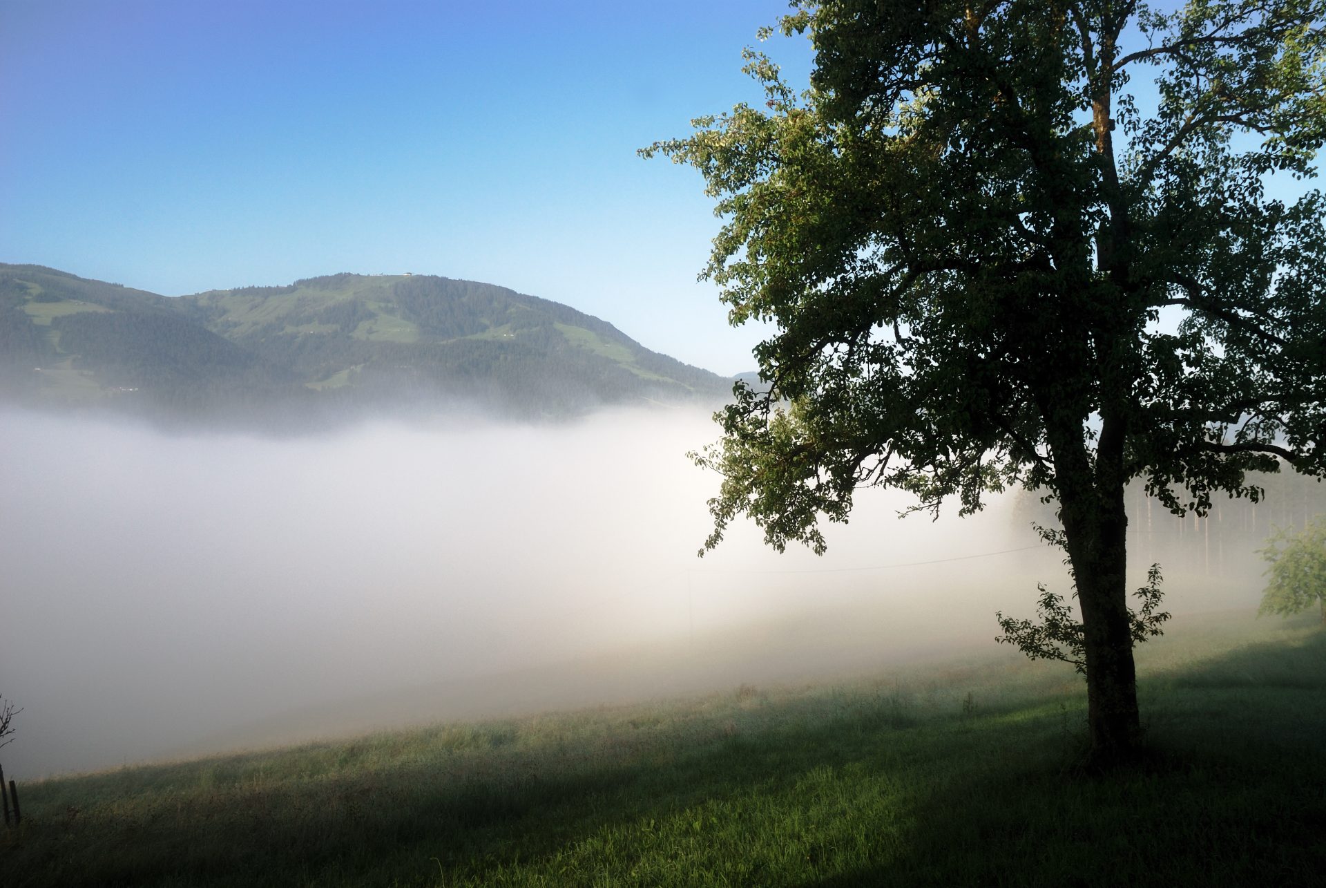 tree in the fog 2023 11 27 05 30 47 utc