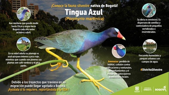 Imagen1tinguaazul