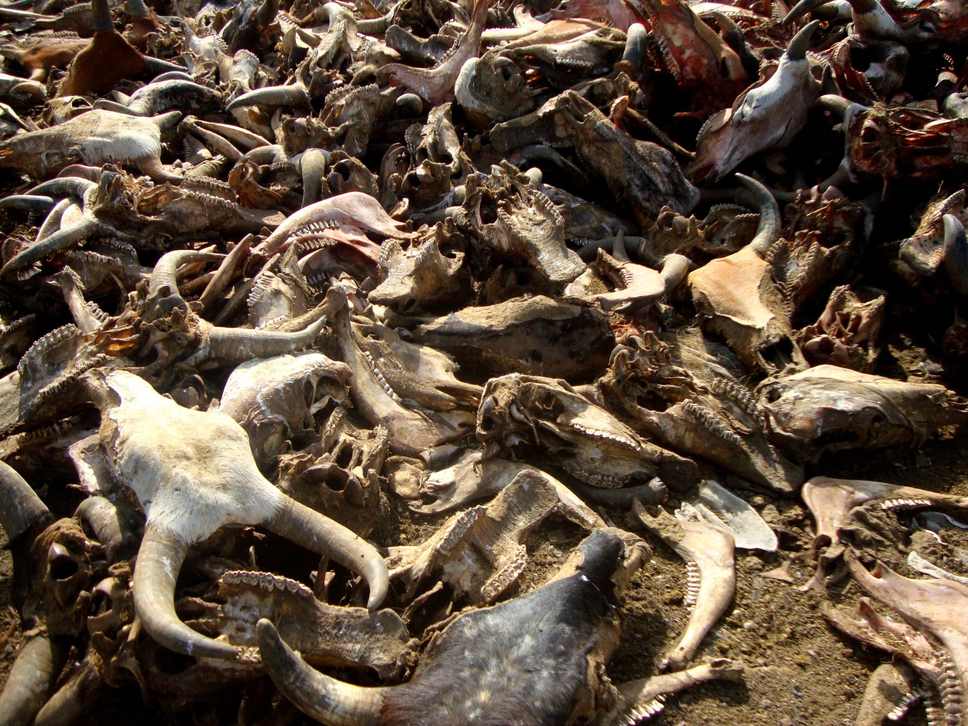 cattle bones of a slaughterhouse 2023 11 27 05 07 17 utc