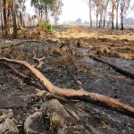 forest after fire 2023 11 27 04 55 45 utc