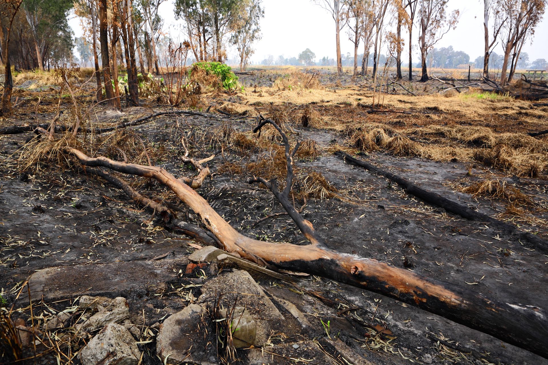 forest after fire 2023 11 27 04 55 45 utc