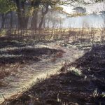 path in forest after fire 2023 11 27 04 50 22 utc