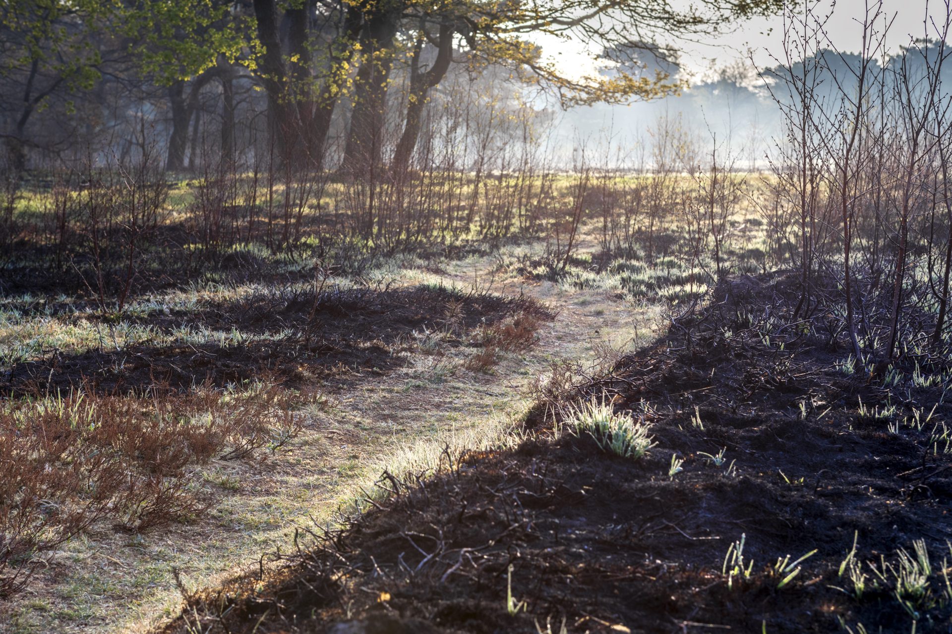 path in forest after fire 2023 11 27 04 50 22 utc