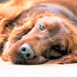 14 perros envenenados en Cajica Recompensa por informacion para dar con los culpables