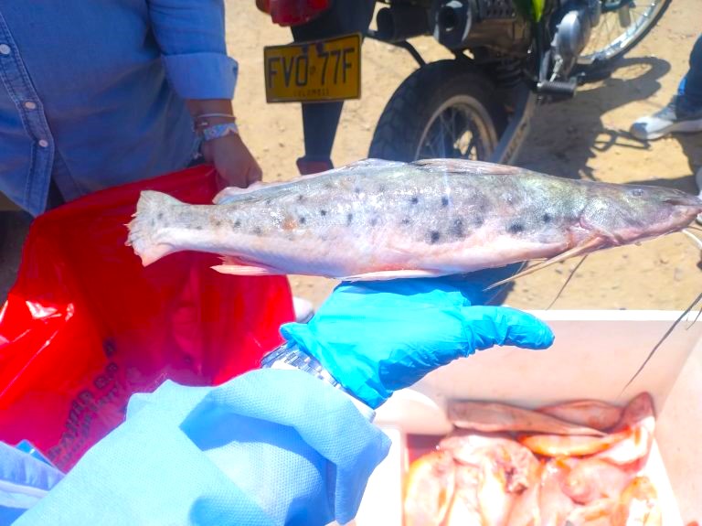 En Chia incautan Pez Mota especie no apta para consumo humano