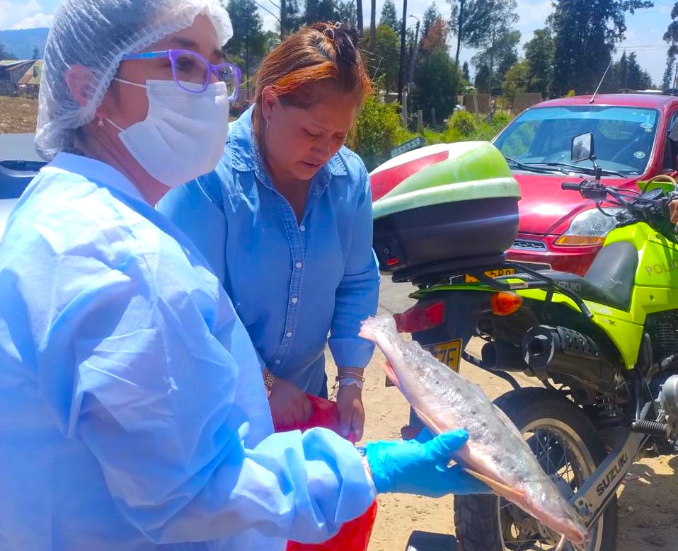 En Chia incautan Pez Mota especie no apta para consumo humano2