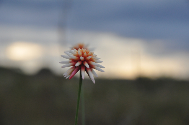 Guainia Principal Flor