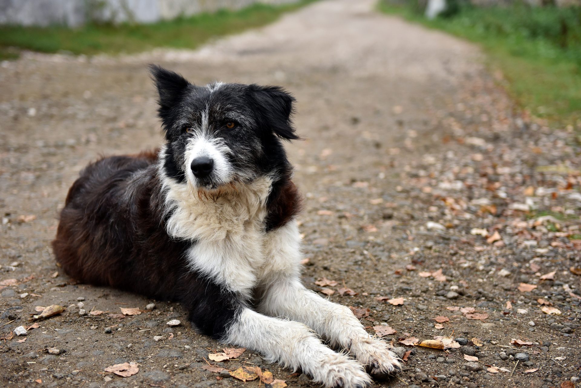 abandoned homeless stray dog on the street 2023 11 27 05 19 07 utc