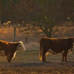 cows 2023 11 27 05 18 05 utc