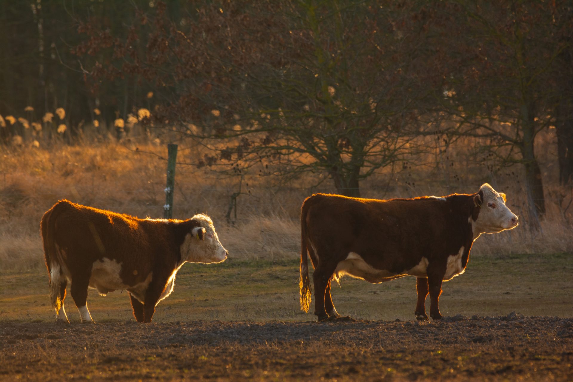 cows 2023 11 27 05 18 05 utc