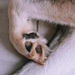 dogs paws 2023 11 27 04 59 05 utc