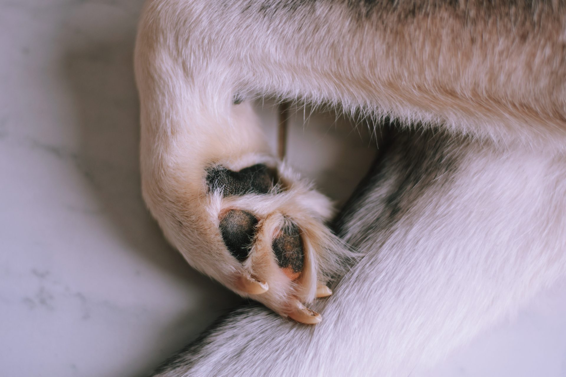 dogs paws 2023 11 27 04 59 05 utc