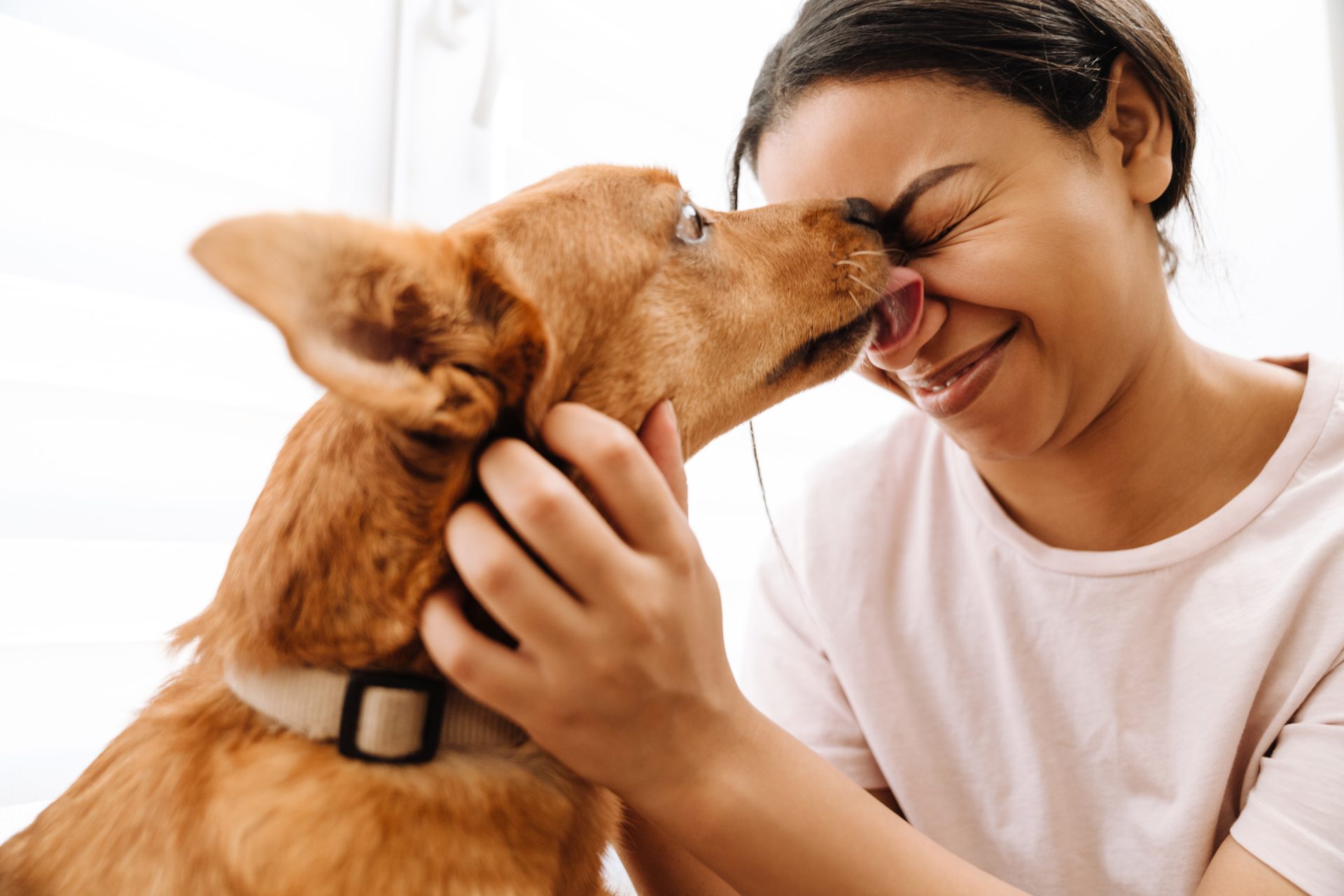 ginger dog licking its owner s face by window at h 2023 11 27 05 33 14 utc