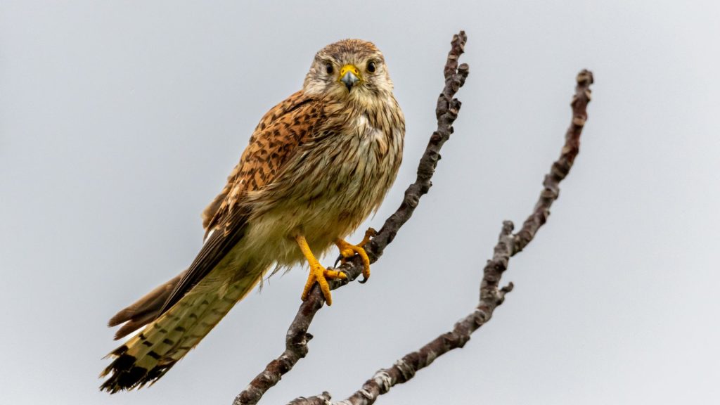 kestrel 2023 11 27 04 56 07 utc
