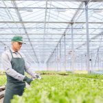 male worker at vegetable plantation 2023 11 27 05 31 32 utc