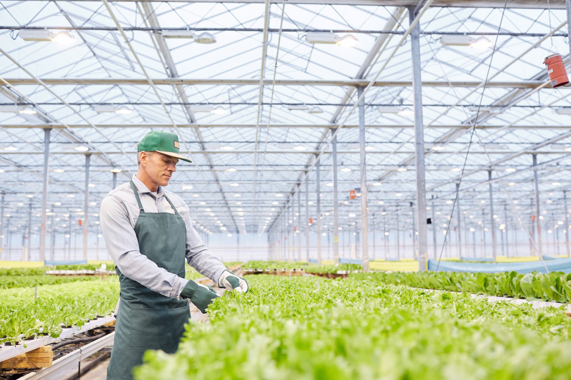 male worker at vegetable plantation 2023 11 27 05 31 32 utc