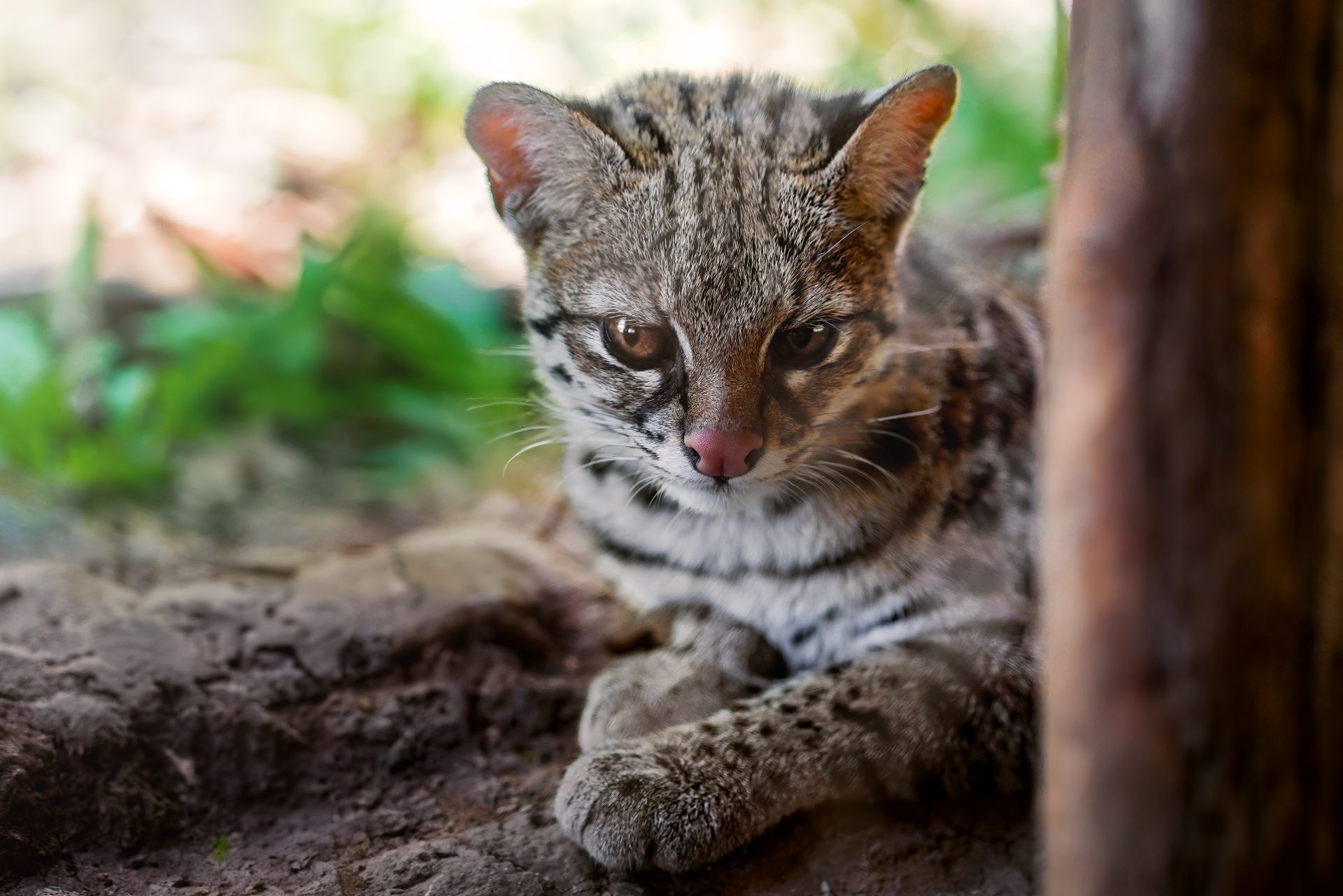 oncilla leopardus tigrinus central and south a 2023 12 19 01 27 20 utc
