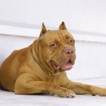 red nose american bully dog looking at camera whil 2023 11 27 04 52 30 utc