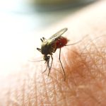 Aumento preocupante de mosquitos en Chia