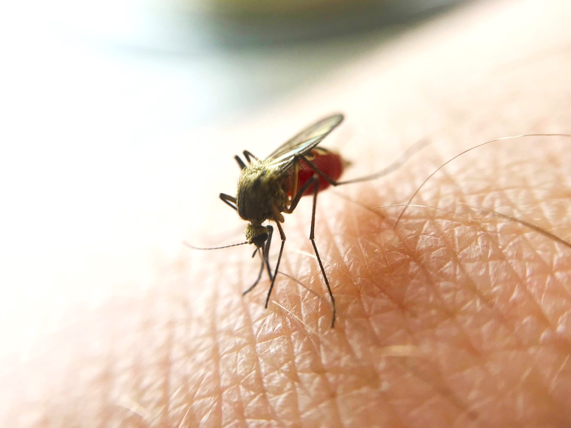 Aumento preocupante de mosquitos en Chia