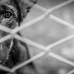 abandoned dog 2023 11 27 05 02 26 utc