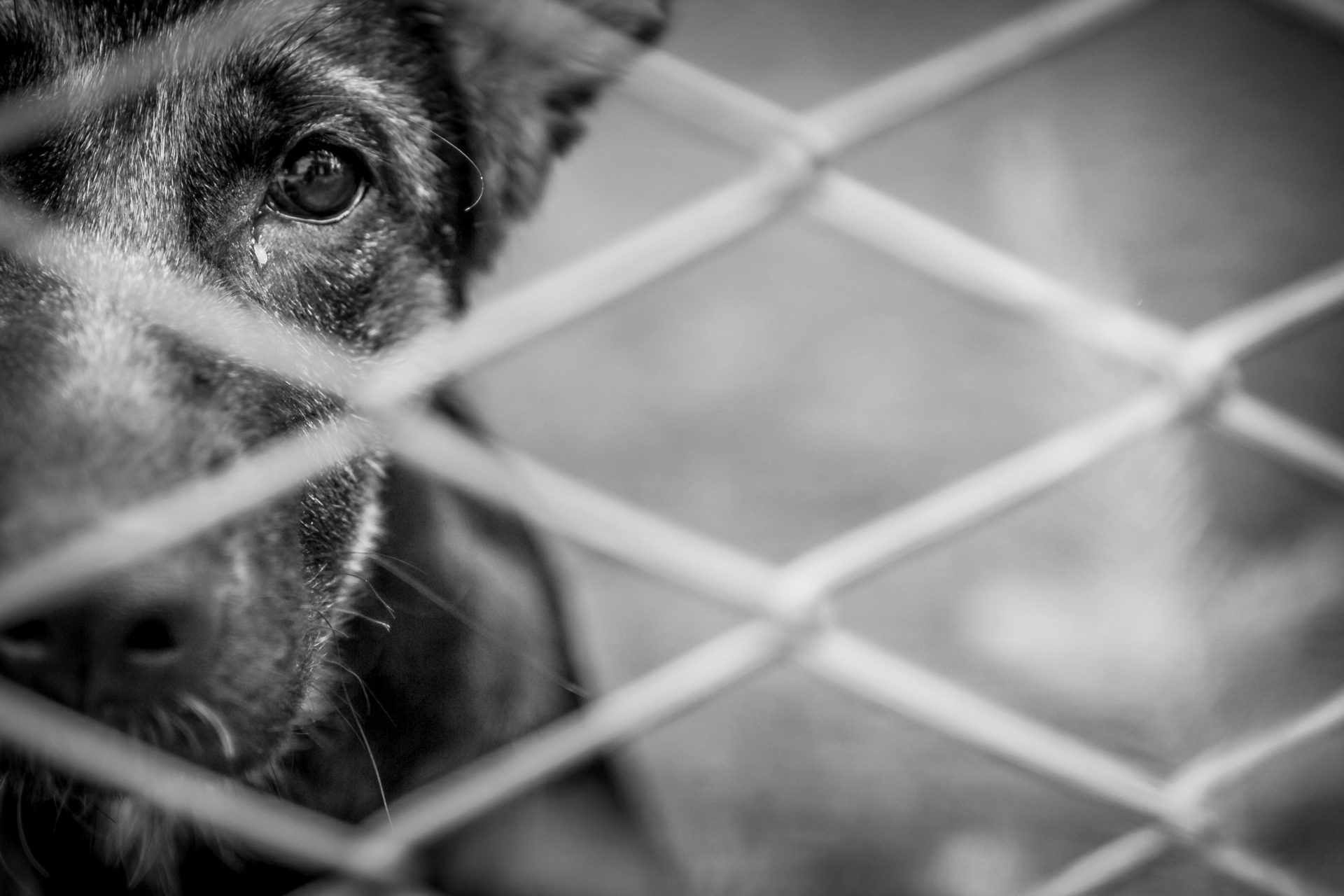 abandoned dog 2023 11 27 05 02 26 utc