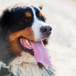 bernese mountain dog portrait 2023 11 27 05 31 34 utc