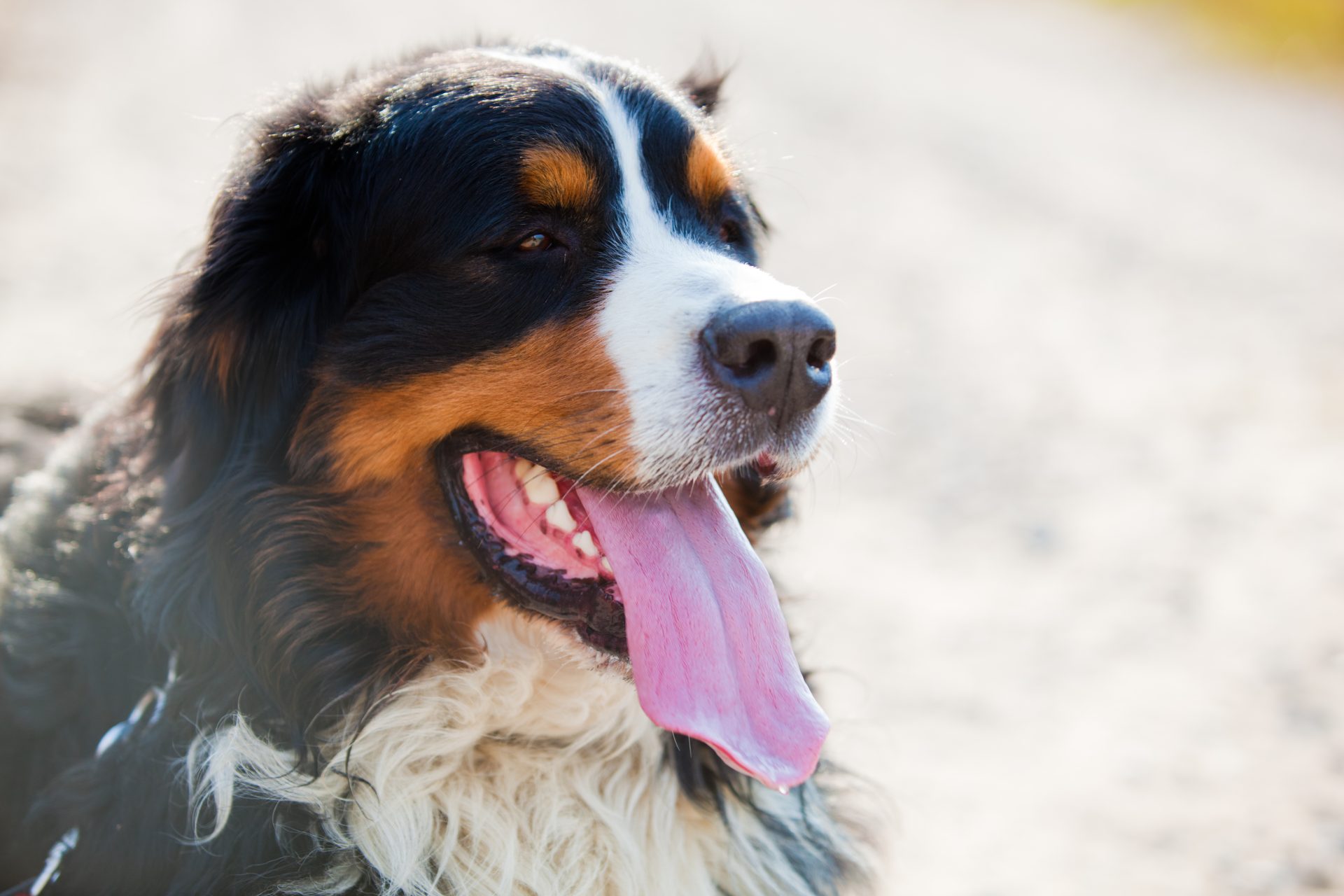 bernese mountain dog portrait 2023 11 27 05 31 34 utc
