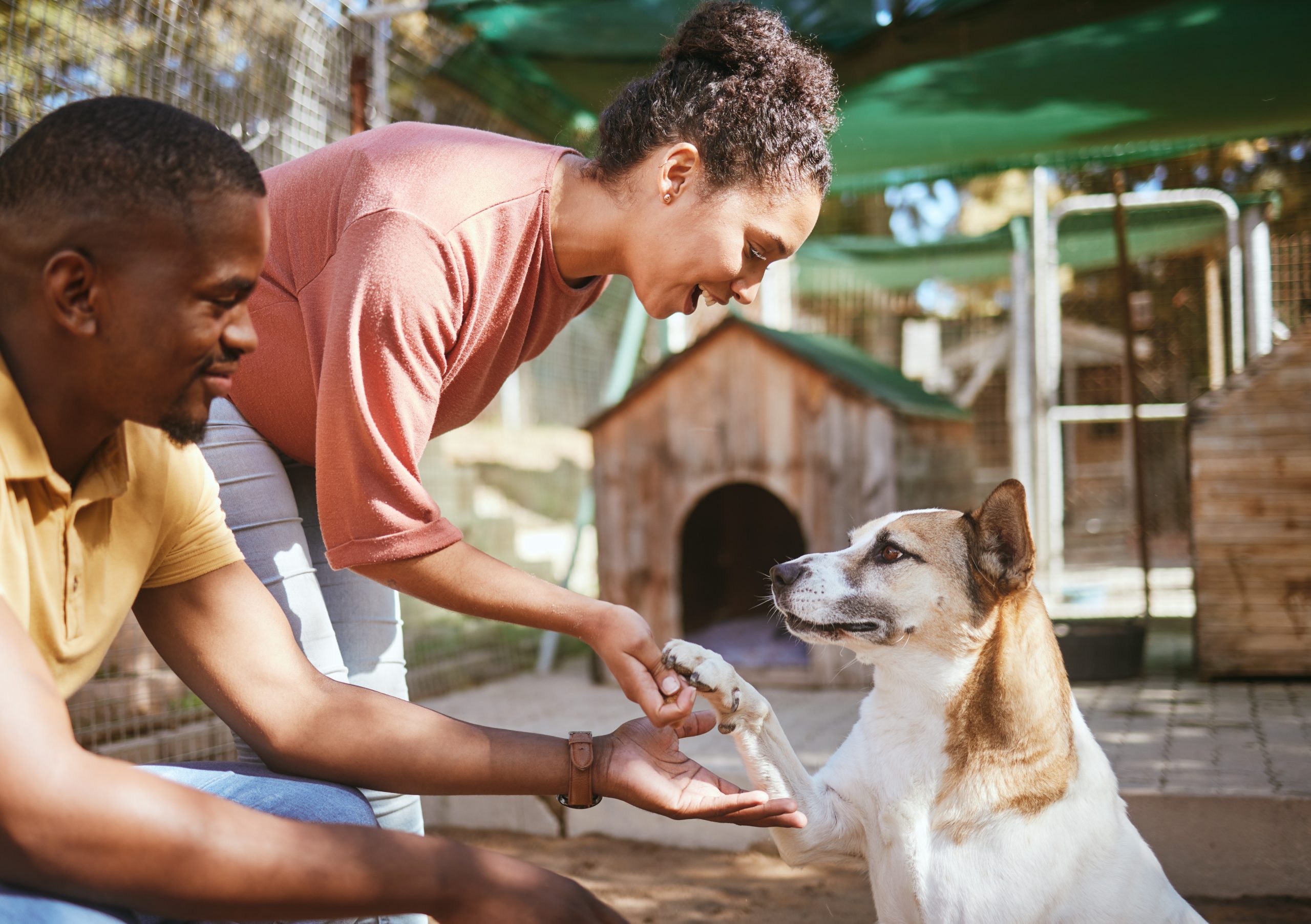 black couple love or petting dog in animal shelte 2023 11 27 04 58 48 utc scaled