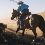 cowboy on horse lassoing bull enterprise oregon 2023 11 27 05 14 08 utc 1
