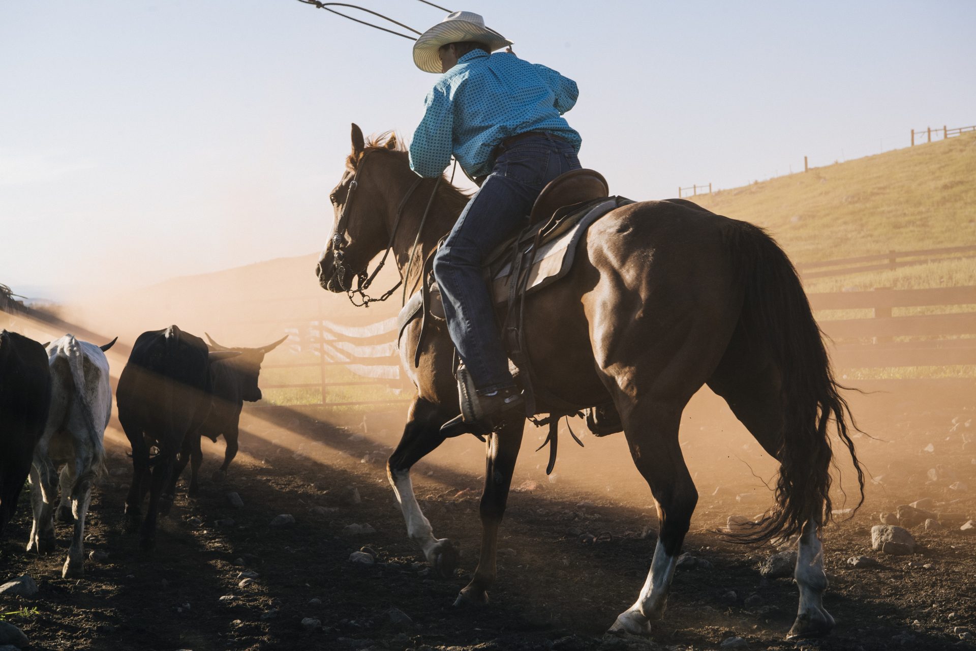 cowboy on horse lassoing bull enterprise oregon 2023 11 27 05 14 08 utc 1