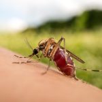 macro photo of a mosquito sucking blood 2023 11 27 05 22 58 utc