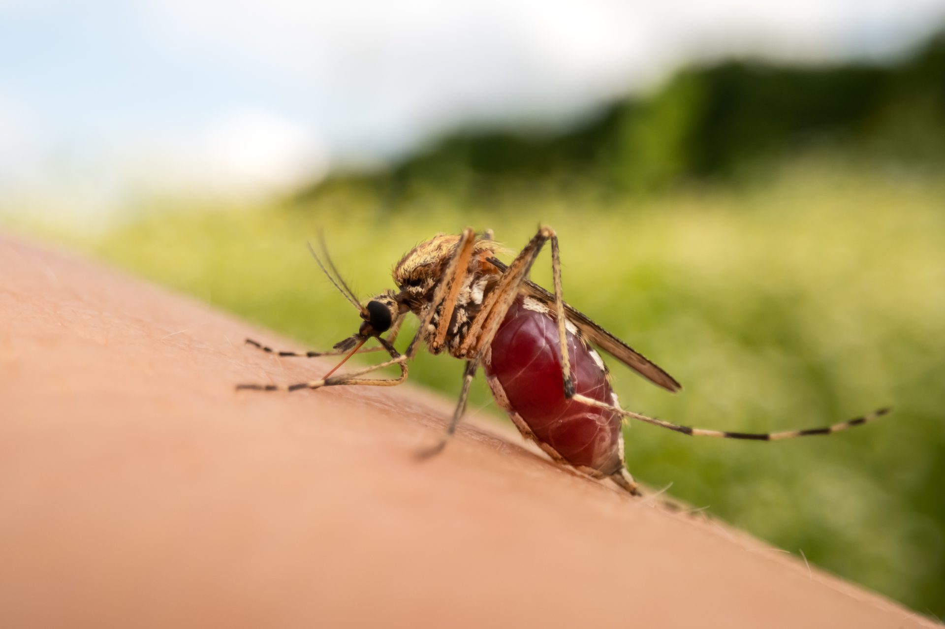macro photo of a mosquito sucking blood 2023 11 27 05 22 58 utc