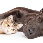 pit bull dog and kitten cuddling 2023 11 27 05 28 52 utc