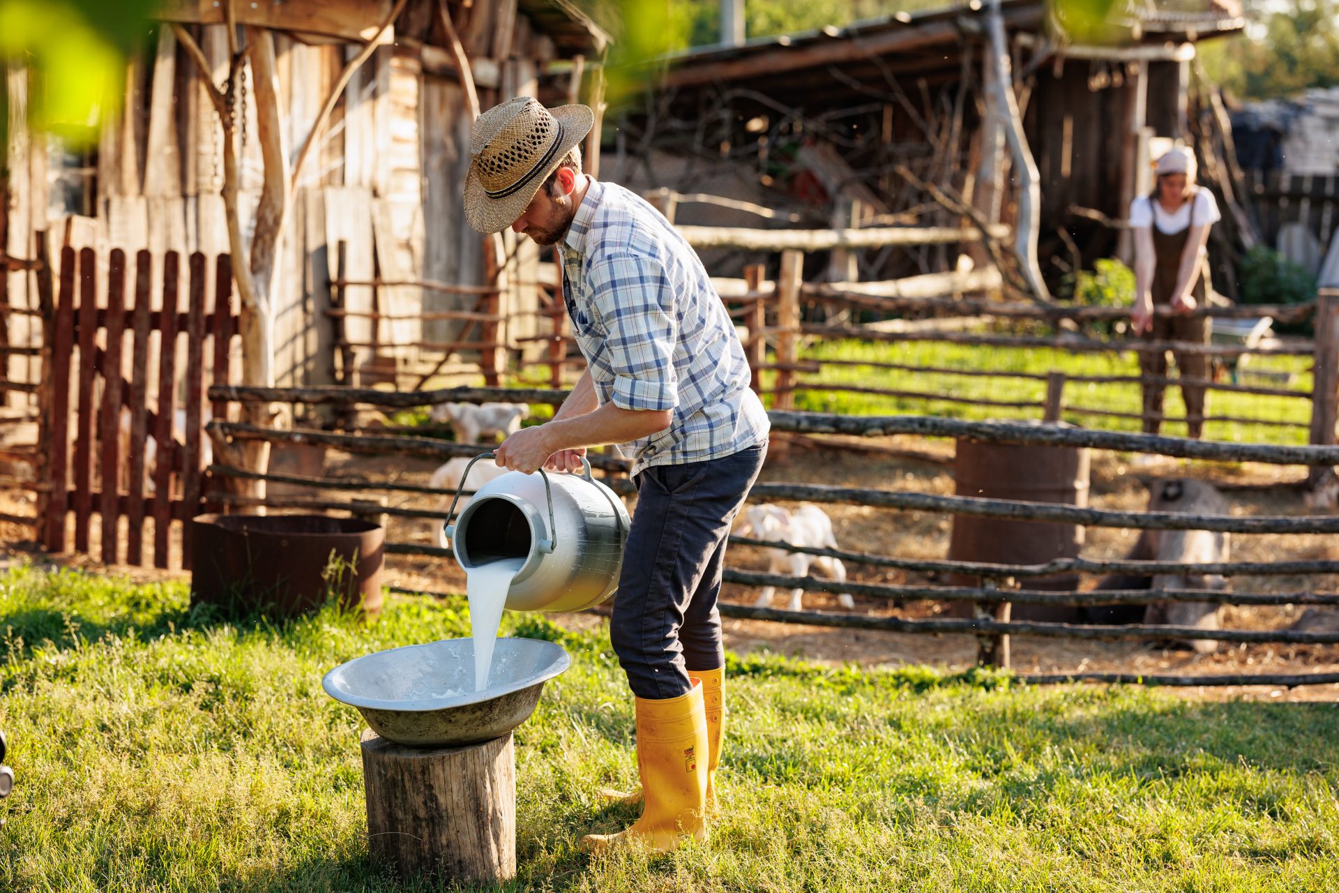 portrait of young farmer pours milk into can at hi 2023 11 27 04 49 20 utc