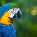 Confirmada multa a una mujer por tenencia ilegal de una guacamaya en Cajica