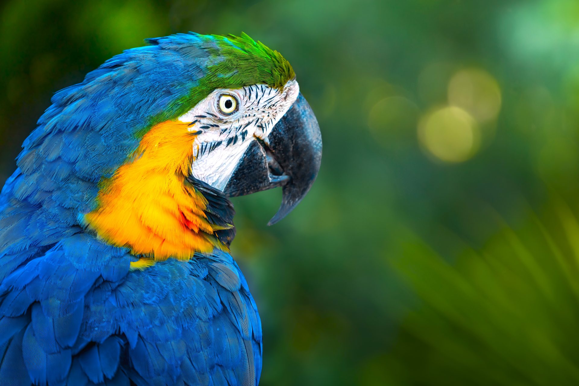 Confirmada multa a una mujer por tenencia ilegal de una guacamaya en Cajica