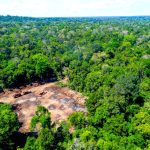 Deforestacion en la Amazonia colombiana un peligro inminente