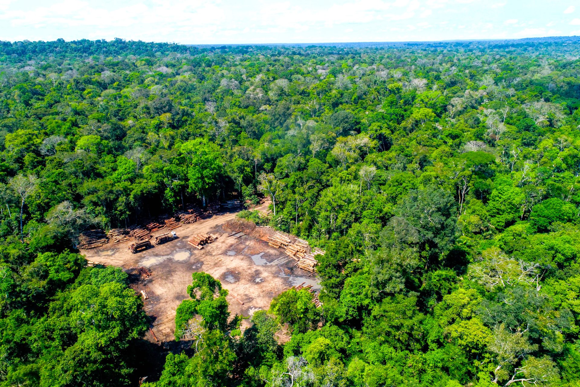 Deforestacion en la Amazonia colombiana un peligro inminente