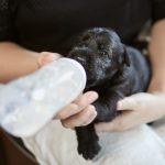 Para la proteccion animal Alcalde de Tocancipa propone un gran centro regional