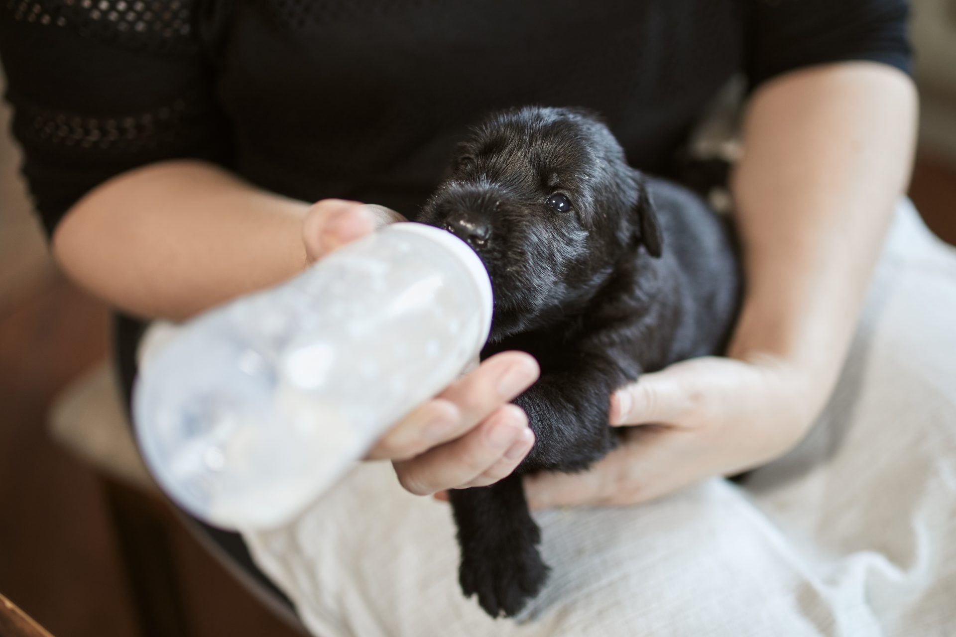Para la proteccion animal Alcalde de Tocancipa propone un gran centro regional