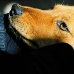 a dog with loyal and kind eyes dog muzzle and hu 2023 11 27 05 22 17 utc