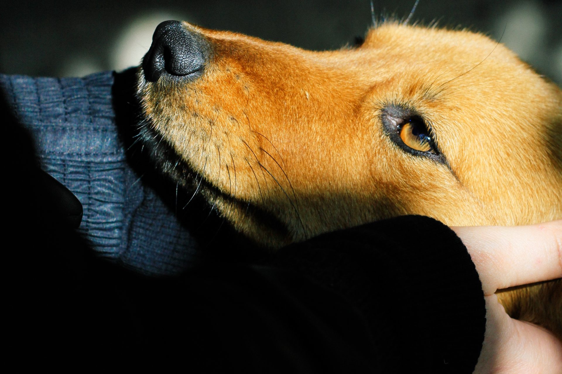 a dog with loyal and kind eyes dog muzzle and hu 2023 11 27 05 22 17 utc