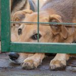 dogs locked up victims of animal abuse and abuse 2023 11 27 04 56 40 utc