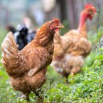 hens feeding on traditional rural barnyard close 2023 11 27 05 15 32 utc