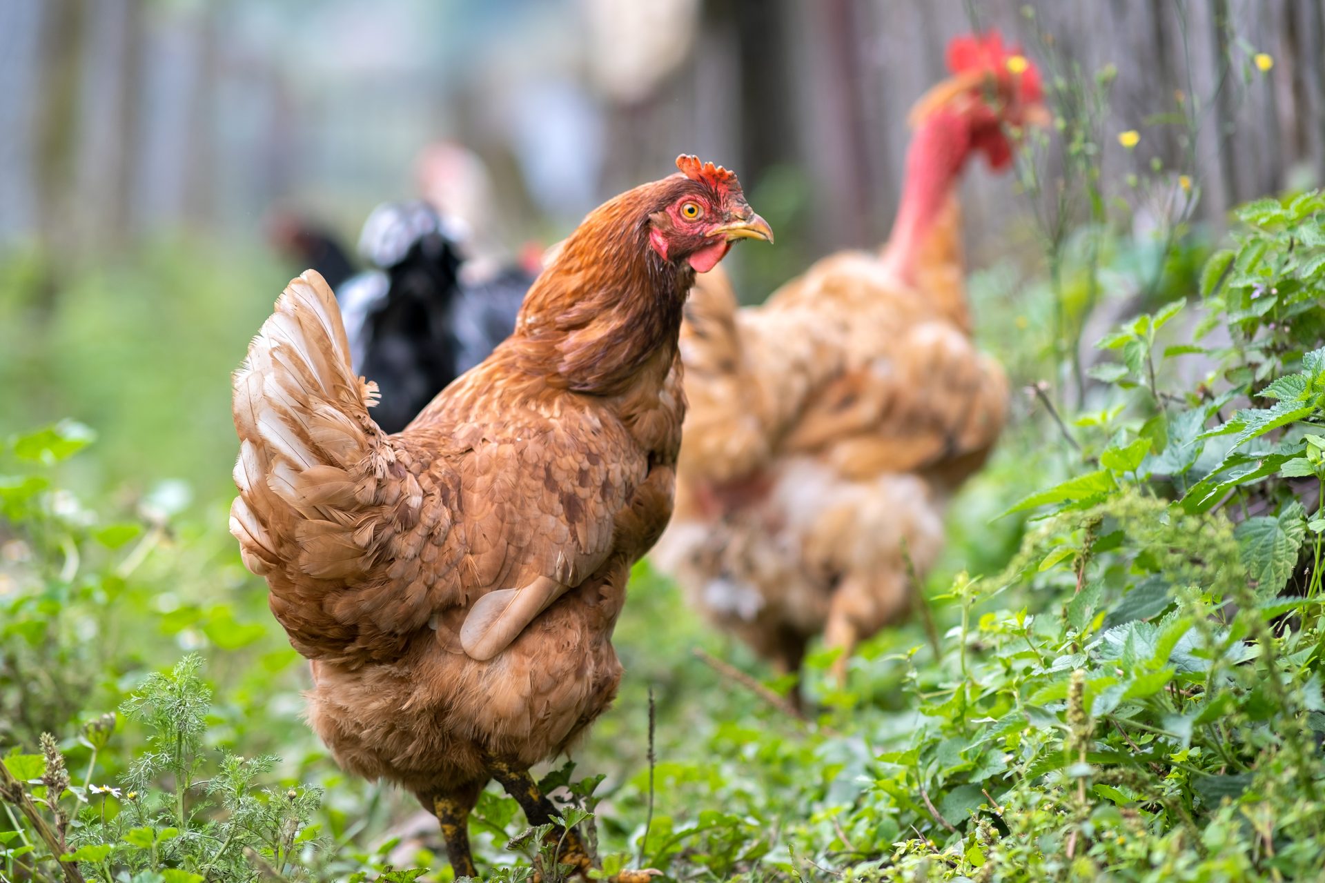 hens feeding on traditional rural barnyard close 2023 11 27 05 15 32 utc